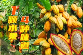 1颗水果4个味，吃过没见过的可可果。冷知识：你没吃过的99种水果