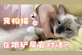 团妈团爸跟自家布偶猫罗宾的精彩对话，乐翻了团妈视频封面