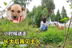 小时候送出去的田园犬，长大后再见到主人，场面太感人视频封面