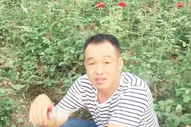 玫瑰花的生长周期，夏天73天冬天110天开花，看我怎么做视频封面