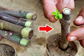 无花果枝条往土里一插，半个月就冒芽，这是因为有这个园艺技巧视频封面