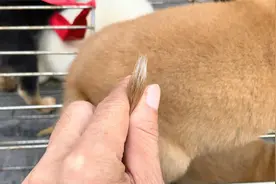 赶集挑狗，一獠指是犬二獠指是杂，尾尖有白不挑选