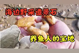 海边野采生态缸材料，沙滩偶遇透明原石一抓一把，收获满满捡个够视频封面