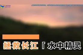 拯救长江“水中精灵”视频封面
