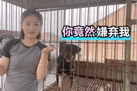 和爱狗亲密完以后一身毛？山西养狗女孩教你小妙招，轻松去狗毛视频封面