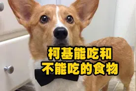 柯基能吃和不能吃的东西！你知道哪些？
