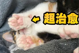 猫咪的小粉爪子又多治愈？看到最后你就会知道