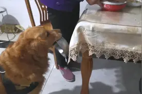 金毛看主人吃饭太馋了，叼碗拱主人的手要吃的，不给就撒娇视频封面