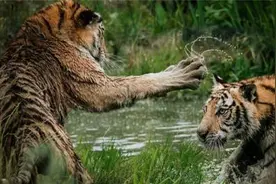 难得一见！东北虎大战孟加拉虎，最终谁才是王者？镜头拍下全过程