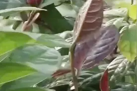 专家提醒：金花茶主要病害的防治技巧与花期管理视频封面