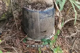 诱蜂位置最重要，位置选对很容易来蜂的，我就是这样放诱蜂桶的