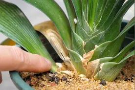 君子兰根系从叶片之间长出来？是什么原因导致，怎样去解决？视频封面