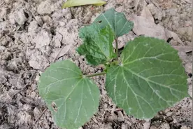 种植秋葵想高产，地里这样操作，秋葵结得多又嫩，一茬比一茬多