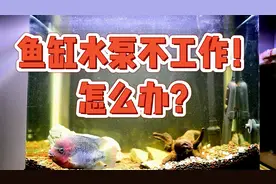 鱼缸水泵不工作了怎么办？别着急，拆下看看什么问题，我教你！
