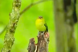 树枝上的小鸟在欢乐、兴奋地高歌，那歌声令人陶醉视频封面