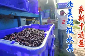 采收超级水果加拿大萨斯卡通莓，亩产3吨运往工厂分级冷冻！