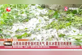 大片小麦倒伏在地！山西南部遭强对流天气，果树都被冰雹砸得狼藉