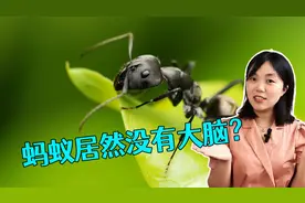 蚂蚁没有大脑，世界在它眼中只是一幅平面画？那它有三维认知吗？视频封面