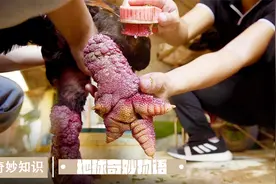 肿瘤腿的鸡为什么这么贵？一个蛋2000美金！越南堪比茅台的龙鸡！视频封面