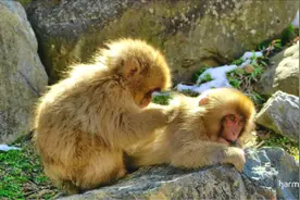 8K杜比演示片源 一加三星2k手机屏幕分辨率测试视频 请欣赏视频封面