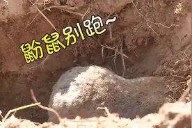 鼢鼠成灾？用它，通通活捉！一个也别想跑！