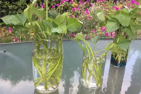 怎样在家种植地瓜叶--蔬菜皇后？番薯叶快速种植的诀窍，简单易学视频封面