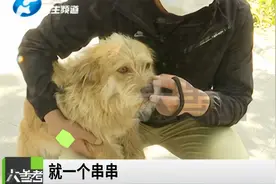 河南郑州：中华田园犬不能办证？官方：这两种情况下不能办证视频封面