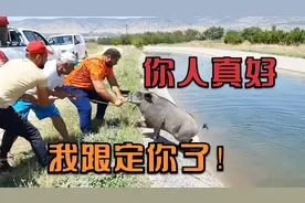 大野猪失足落水，被男子冒险救起后，野猪的人性举动让人感动！视频封面