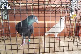 种鸽配对：纯白配纯黑，猜猜看后代会出什么羽色？