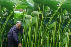 芋苗怎么做吃的嘴不麻？好多人都搞不清楚，今天阿婆教你正确做法