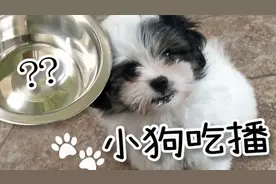 没有肉，小奶狗也吃不停！Little Puppy Who Loves Food!