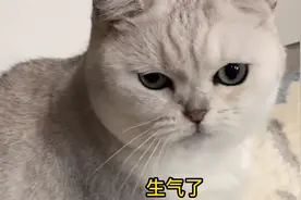 猫咪两三斤的体重，对于它们的颜值影响有多大？胖两斤像换一只猫