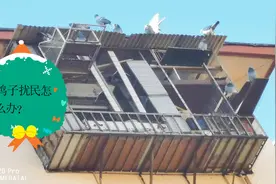 物业那些事，鸽子扰民怎么办？老康3分钟告诉你