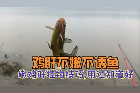 鸡肝钓鱼不亚于蚯蚓,太嫩易脱落,三个民间挂钩技巧,用过都说好