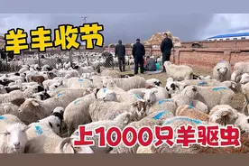 牧区羊丰收节有多忙碌？上1000只羊驱虫剪羊耳朵，亲戚帮忙骟羊视频封面