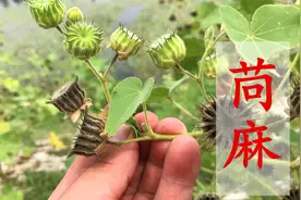 你认识植物苘麻吗？知其是宝，不懂是草，看视频终于弄明白了