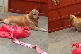 金毛叼回孔明灯赶紧关上门，动作慌张一气呵成，下秒主人却乐开花视频封面