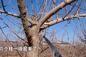 苹果旺树如何修剪，才能丰产稳产？视频封面