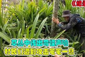 纪录片：草丛中传处阵阵窸窣声，究竟是猛兽来袭，还是野草成精