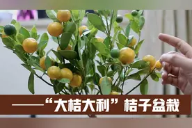 过年摆盆橘子树，金色果实挂满树，寓意富贵喜庆、丰收大吉
