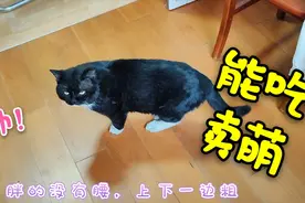 体重15斤的大黑猫，聊天卖萌又撒娇，收编了一个冬天越来越粘人了