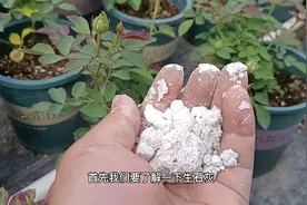 夏天能不能给月季洒石灰水防虫防病？建议大家谨慎操作视频封面