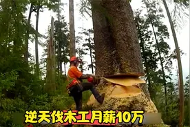 澳洲逆天伐木工，参天大树一人放倒，不用朝九晚五月薪十多万！视频封面