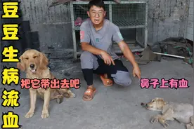 豆豆生病不敢告诉小亮，害怕小亮丢弃它，懂事的豆豆看着让人心疼