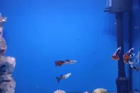 孔雀鱼尾柄发白而死，是水质不好引起的，余月教你一个小药片解决