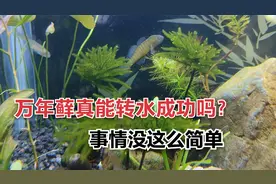 万年藓真能放在鱼缸里面？长出新枝叶是转水成功了吗？没这么简单