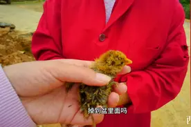 小鸡崽意外溺水冻得发抖，不过西青巧用1招，就让小鸡活了下来