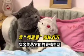 蓝猫招财和银渐层喵妹，靠“秀恩爱”圈粉百万，活成了猫界天花板
