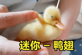 萌萌的小黄鸭 跟在主人旁边寸步不离 洗澡还得给它吹干视频封面