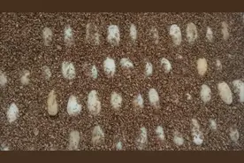 石金钱龟孵化季来了，准备好这些器材，没经验的新手也能孵化龟苗视频封面